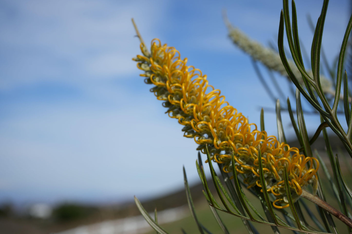 Grevillea 'Sandra Gordon': Showy Large Yellow Blooms - Bonte Farm