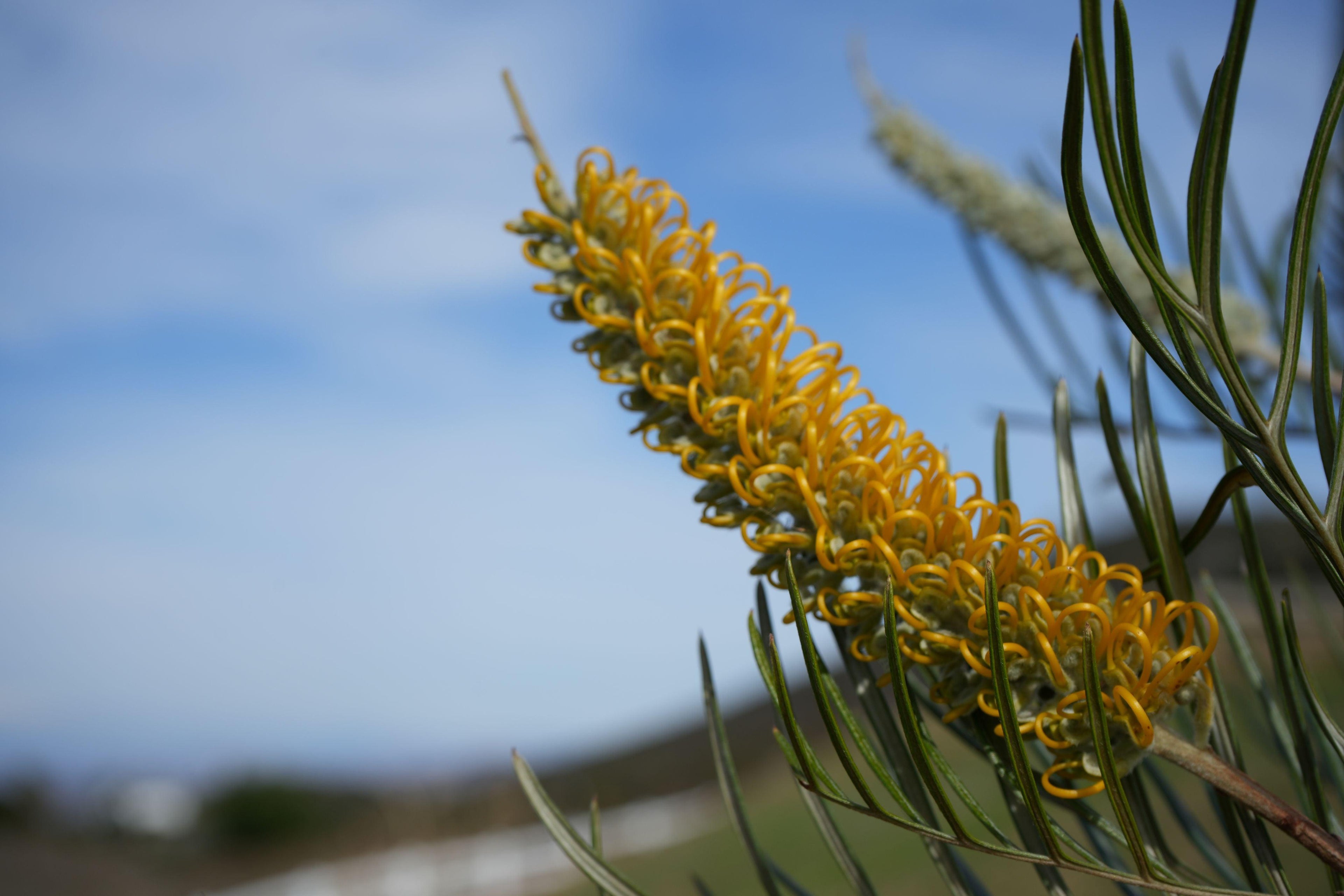 Grevillea Sandra Gordon yellow flower close-up with green foliage outdoors