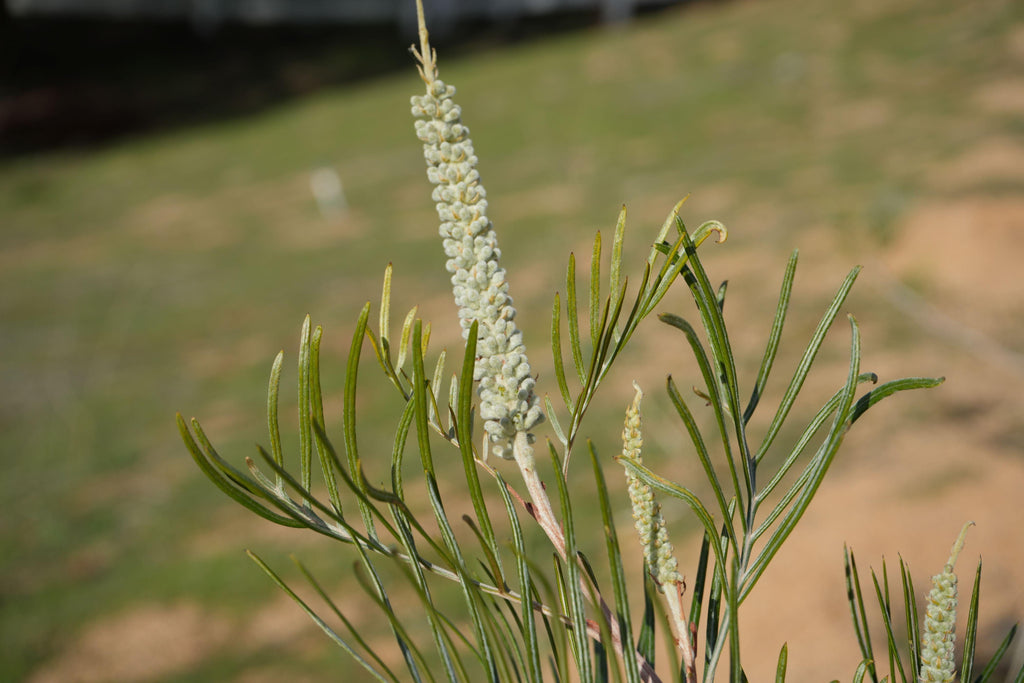 Grevillea Sandra Gordon plant with yellow flower spikes and slender green leaves outdoors