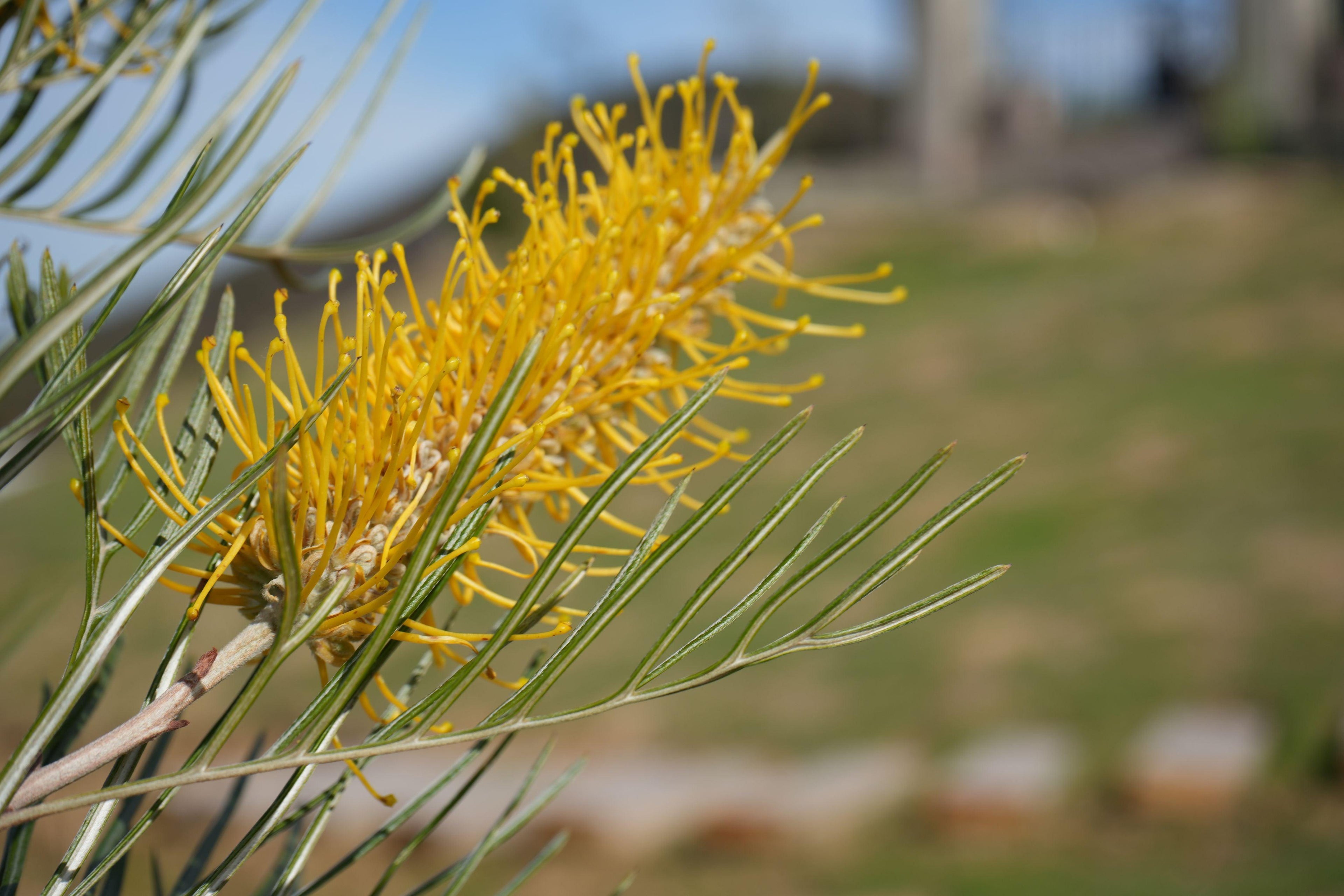 Closeup of Grevillea Sandra Gordon yellow flower with slender green leaves outdoors