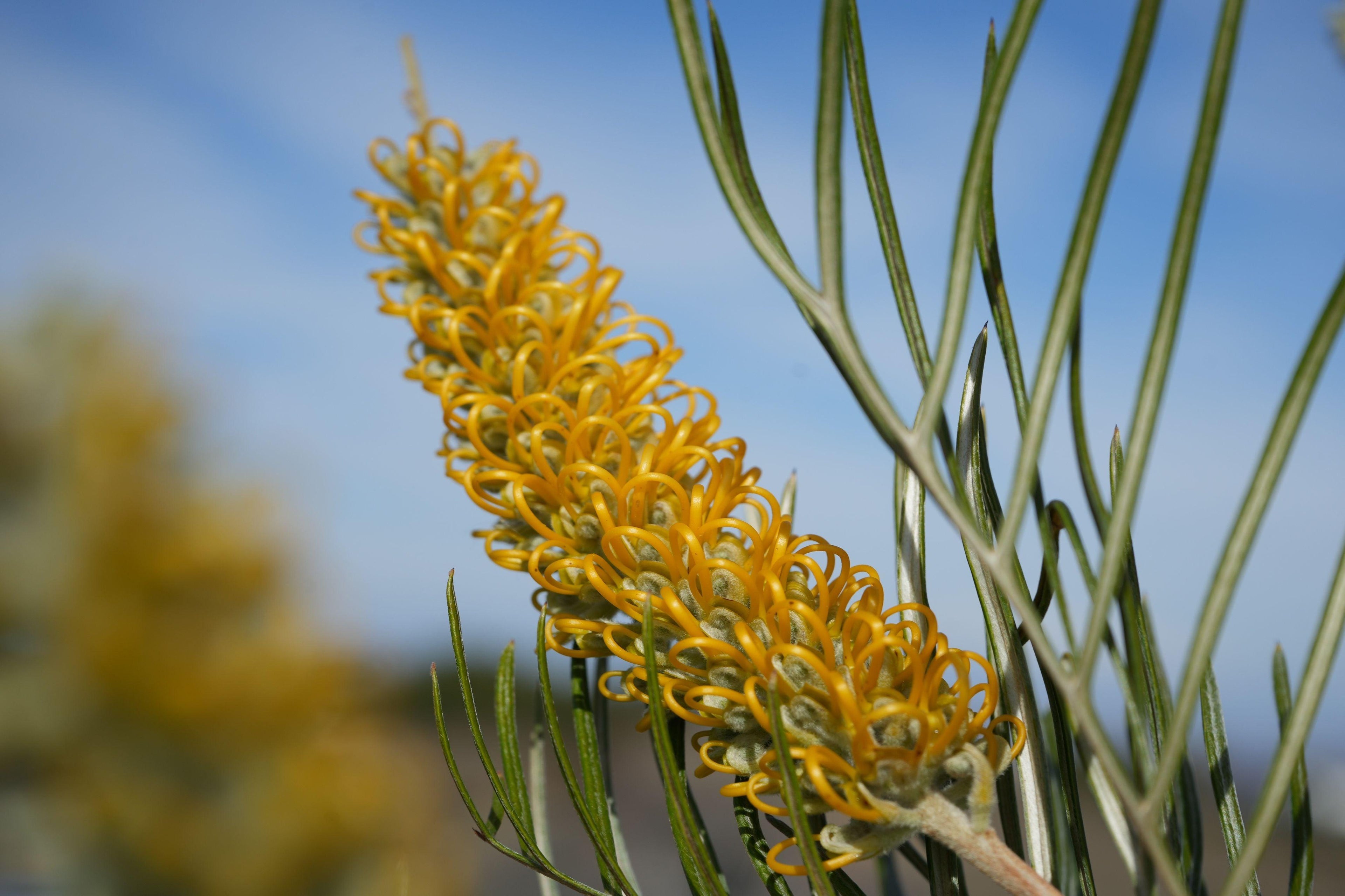 Yellow Grevillea Sandra Gordon flower close-up with slender green leaves against blue sky