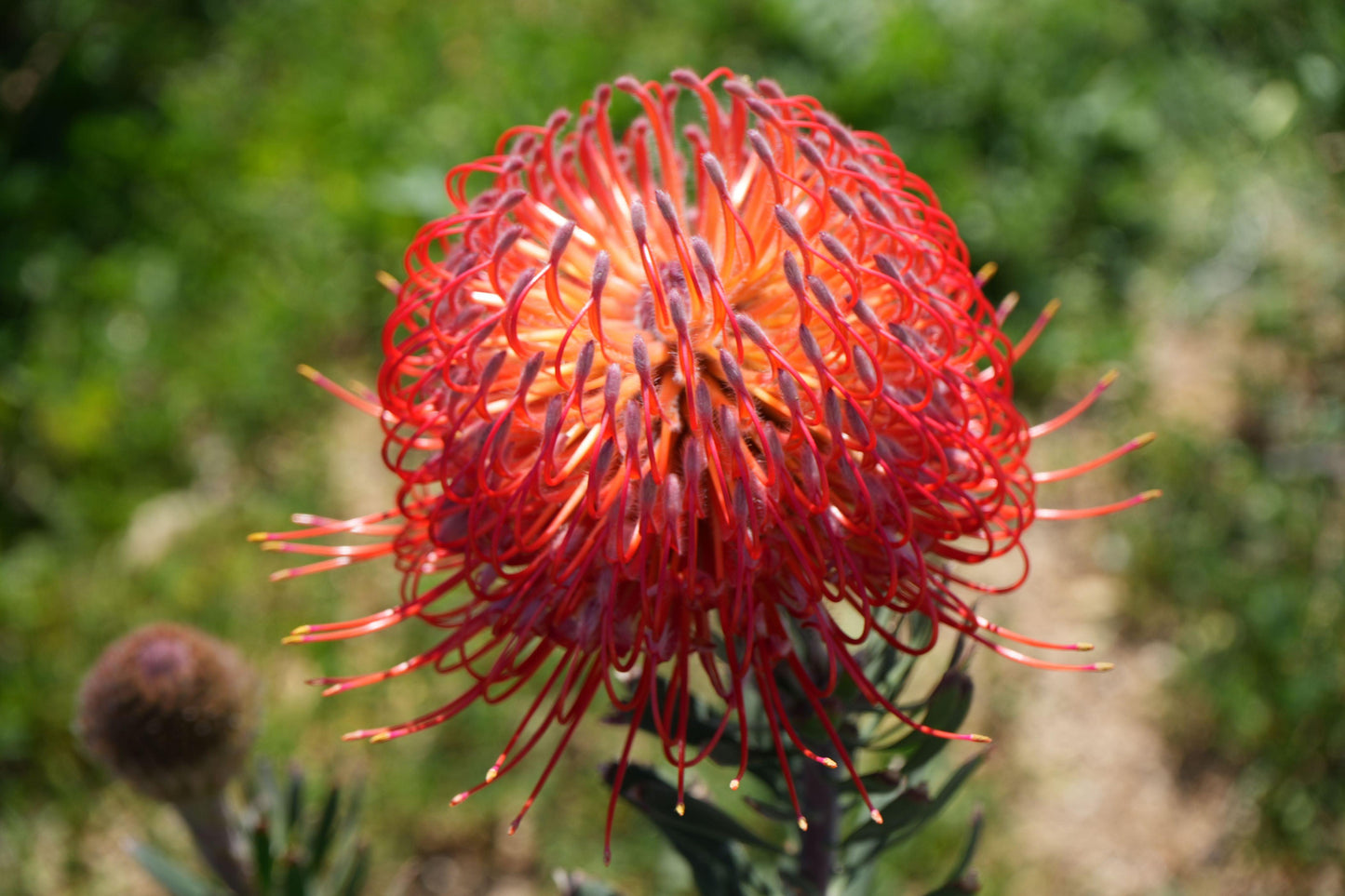 Leucospermum 'Blanche Ito': Unveiling the Pearlescent Pincushions of a Garden Gem - Bonte Farm