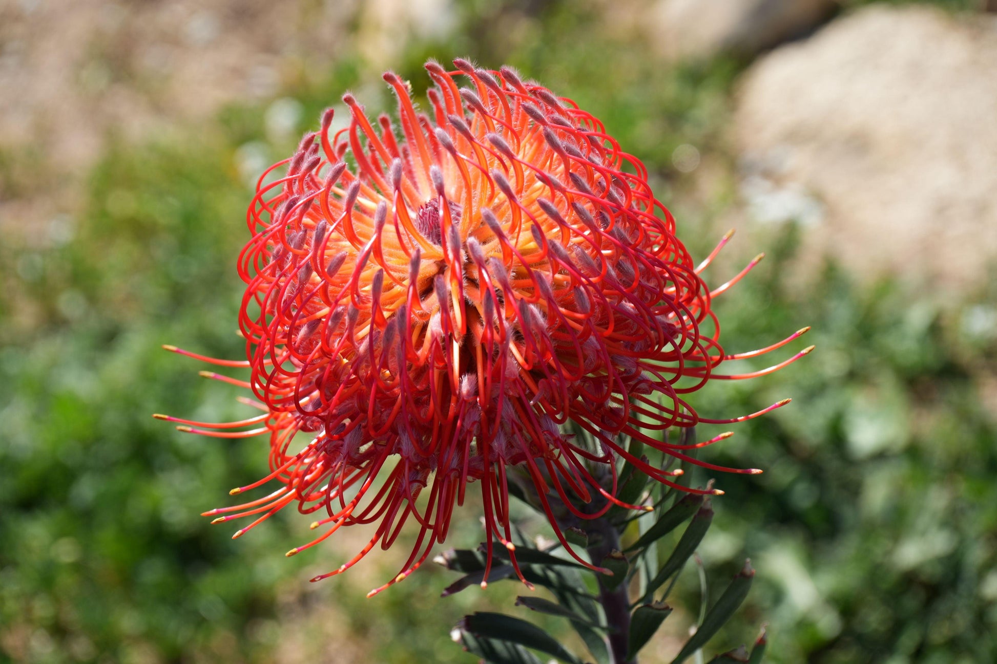 Leucospermum 'Blanche Ito': Unveiling the Pearlescent Pincushions of a Garden Gem - Bonte Farm