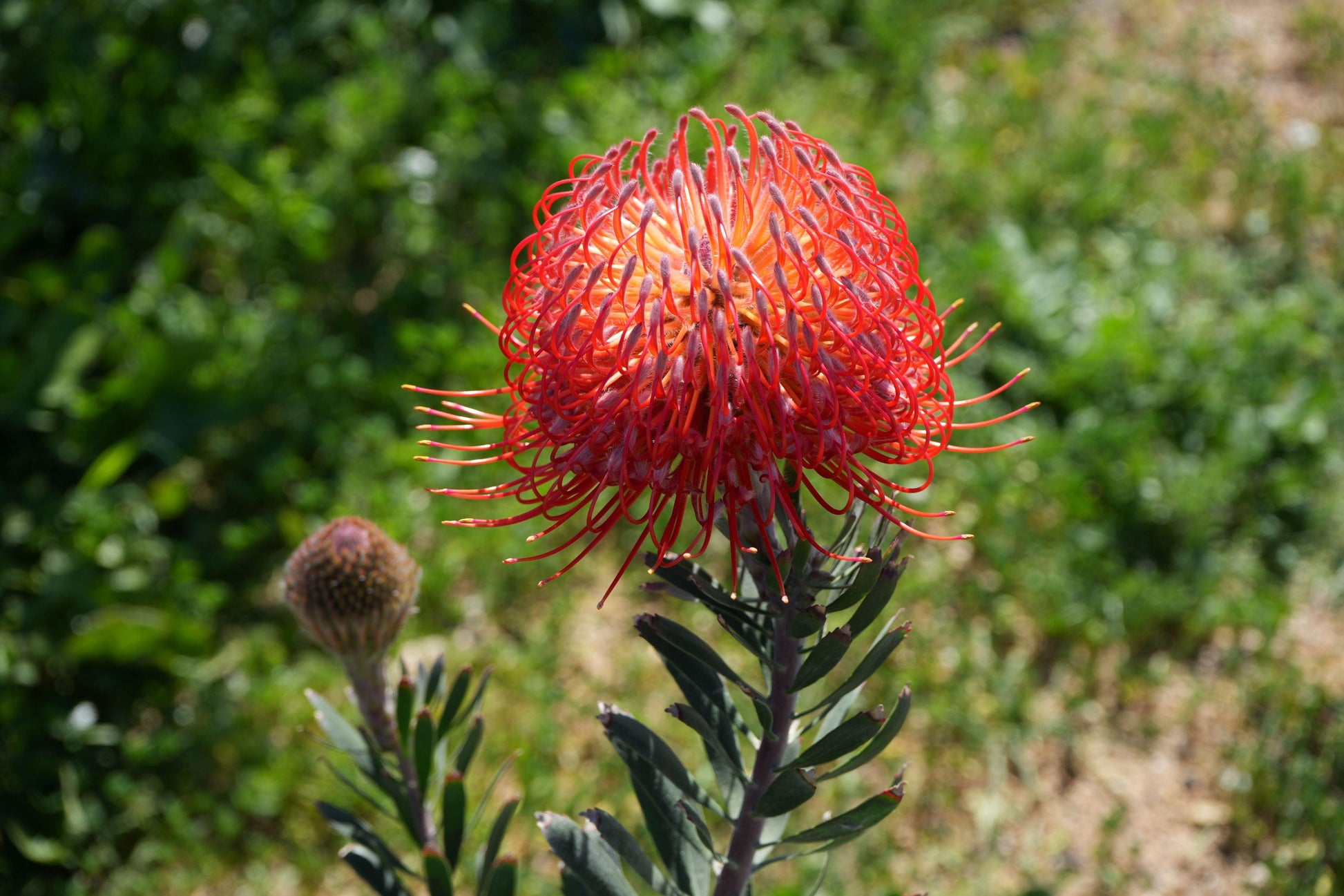 Leucospermum 'Blanche Ito': Unveiling the Pearlescent Pincushions of a Garden Gem - Bonte Farm