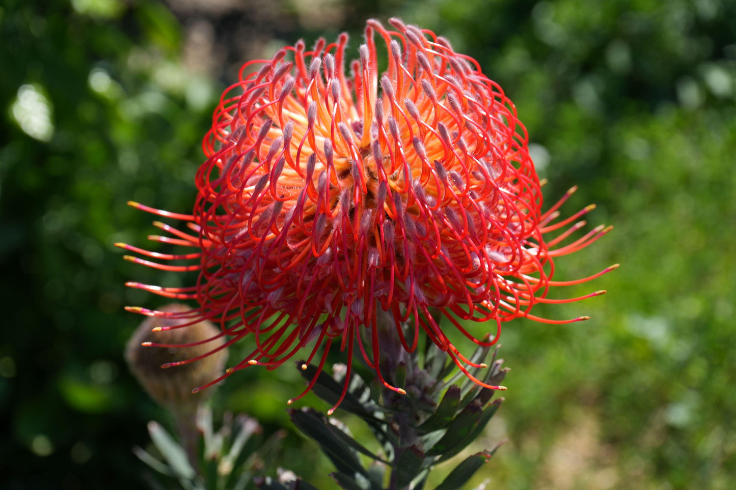Leucospermum 'Blanche Ito': Unveiling the Pearlescent Pincushions of a Garden Gem - Bonte Farm