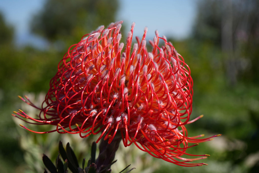 Close up of red Leucospermum Blanche Ito pincushion protea flower outdoors