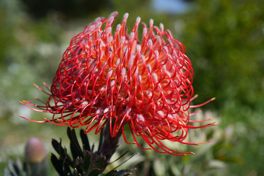 Leucospermum 'Blanche Ito': Unveiling the Pearlescent Pincushions of a Garden Gem - Bonte Farm