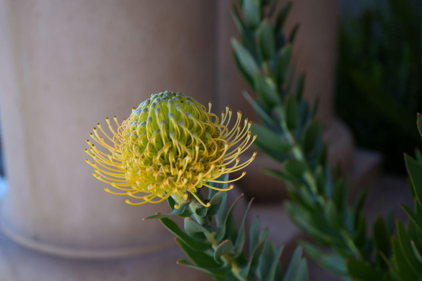 Leucospermum 'goldie': A Goden Gem, A Sunlit Star Pincushion - Bonte Farm