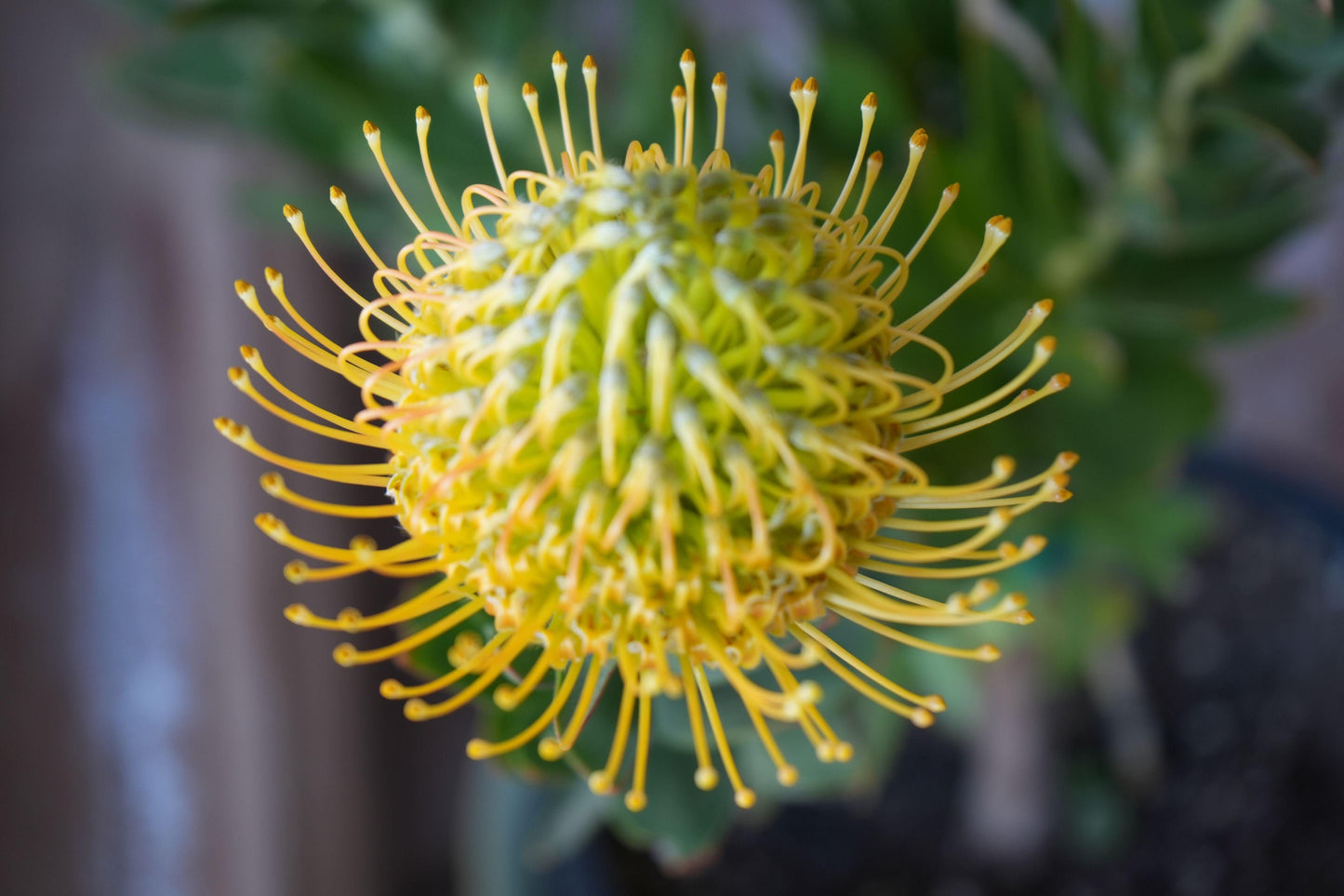 Leucospermum 'goldie': A Goden Gem, A Sunlit Star Pincushion - Bonte Farm