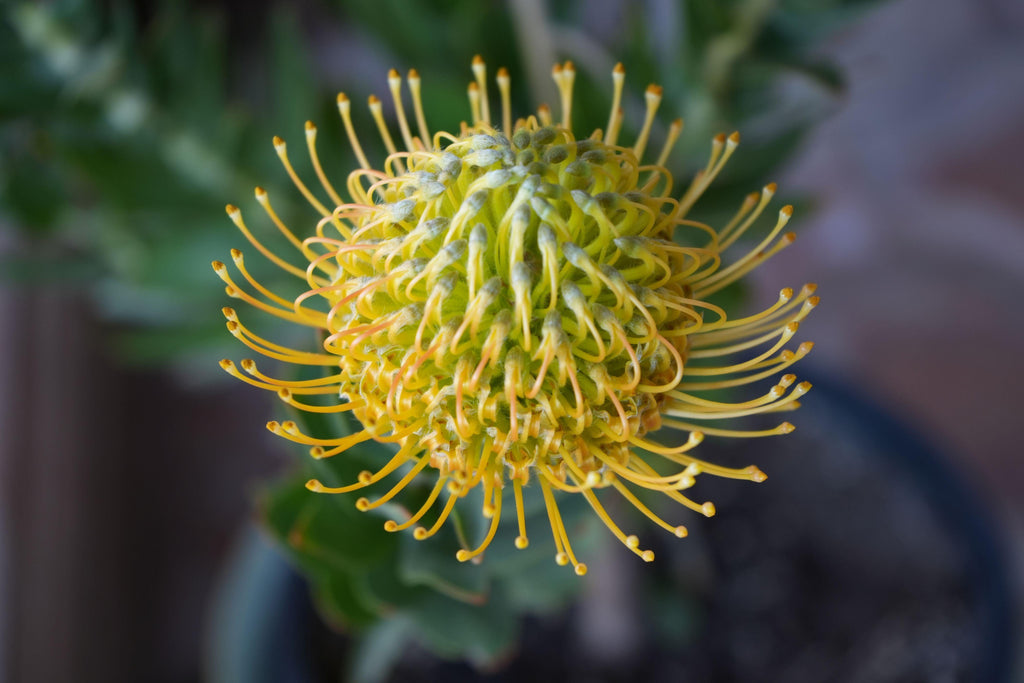 Yellow Leucospermum Goldie protea flower in close-up with green foliage background