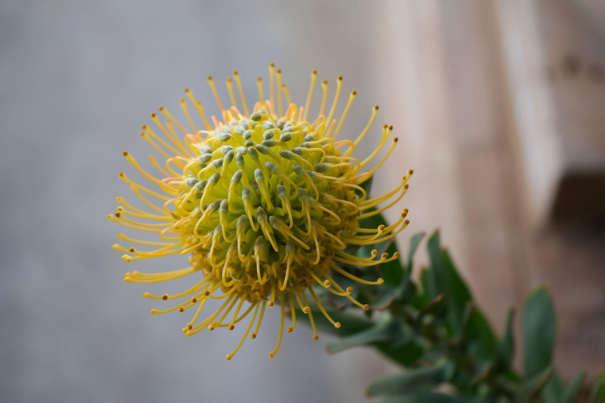 Leucospermum 'goldie': A Goden Gem, A Sunlit Star Pincushion - Bonte Farm