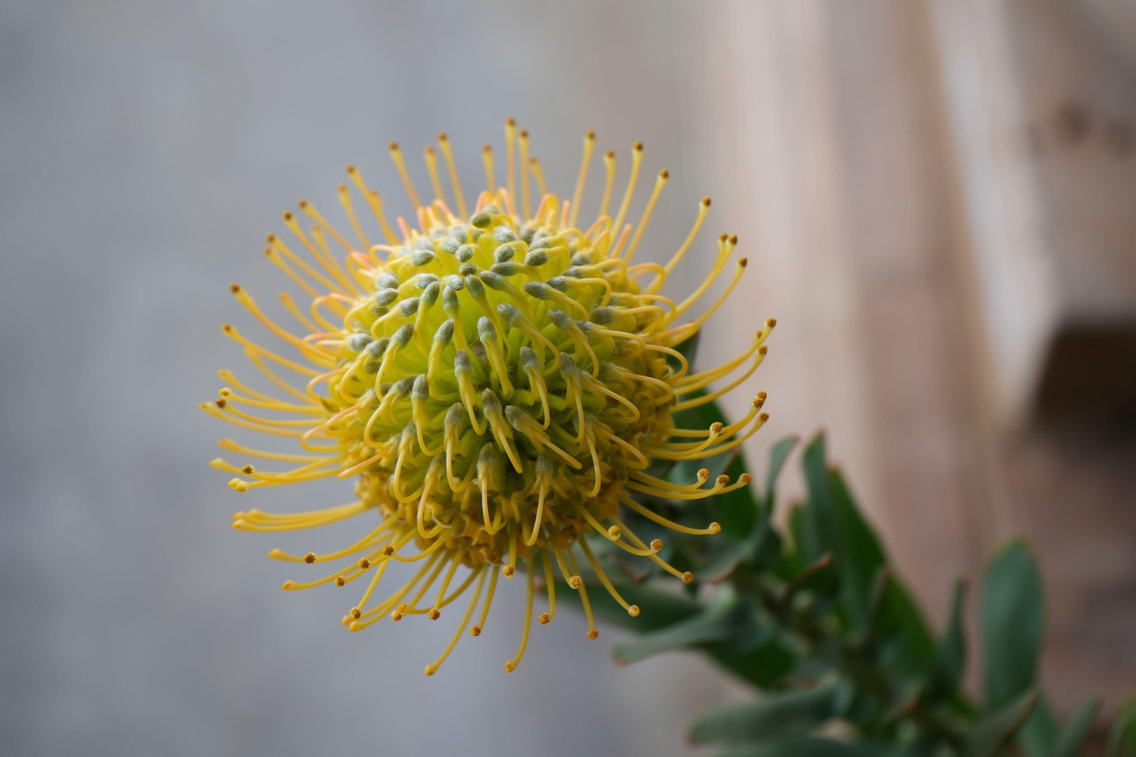 Leucospermum goldie pincushion protea with yellow spiky petals and green leaves