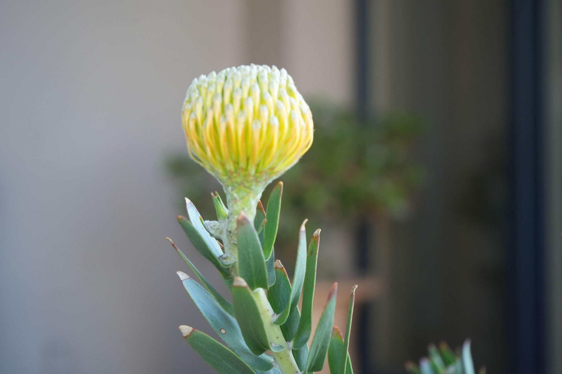 Leucospermum 'goldie': A Goden Gem, A Sunlit Star Pincushion - Bonte Farm
