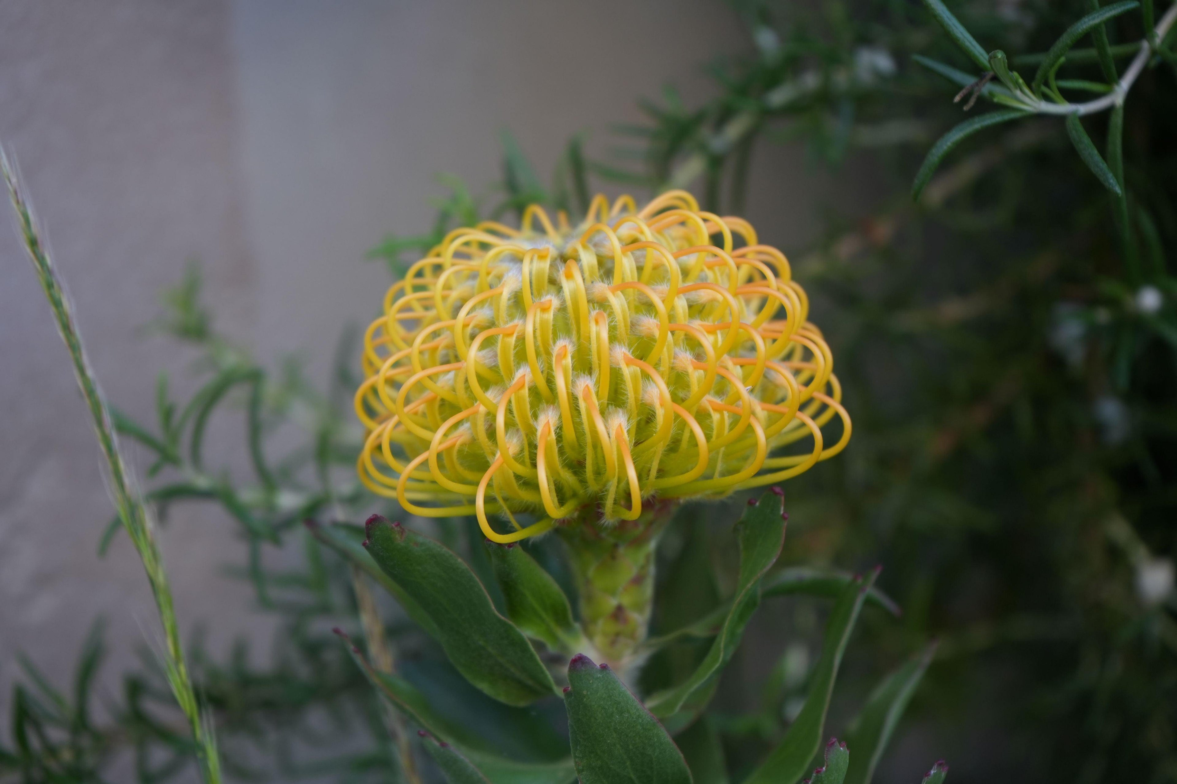 Close-up of yellow Leucospermum pincushion flower with green foliage outdoors.