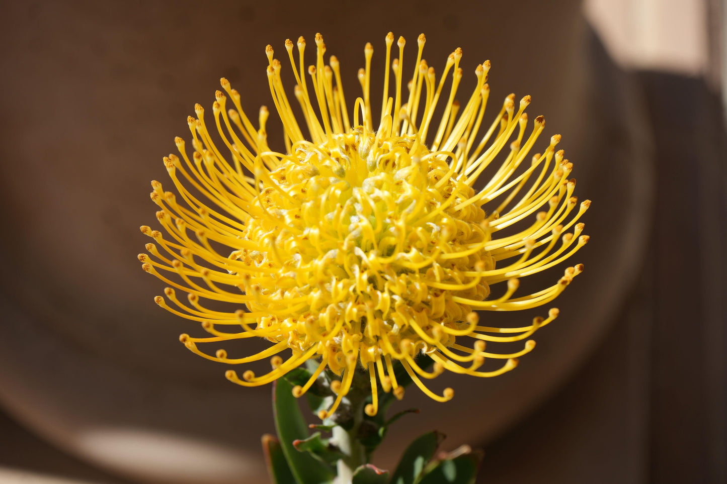 Leucospermum 'goldie': A Goden Gem, A Sunlit Star Pincushion - Bonte Farm