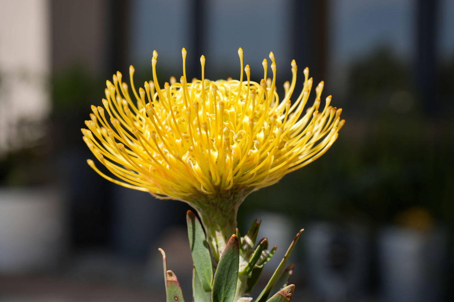 Leucospermum 'goldie': A Goden Gem, A Sunlit Star Pincushion - Bonte Farm