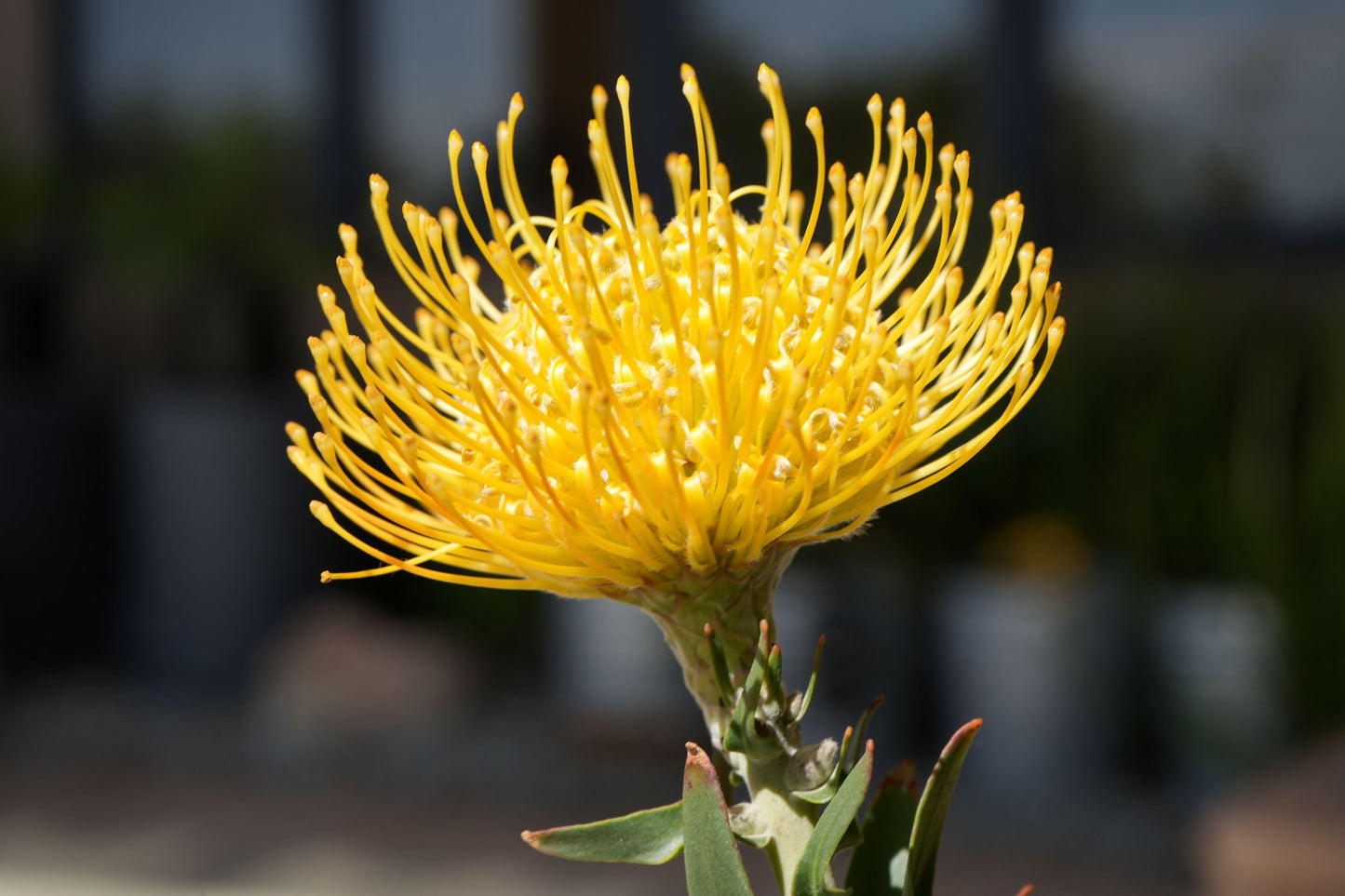 Leucospermum 'goldie': A Goden Gem, A Sunlit Star Pincushion - Bonte Farm