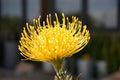Close-up of yellow Leucospermum pincushion flower with blurred outdoor background