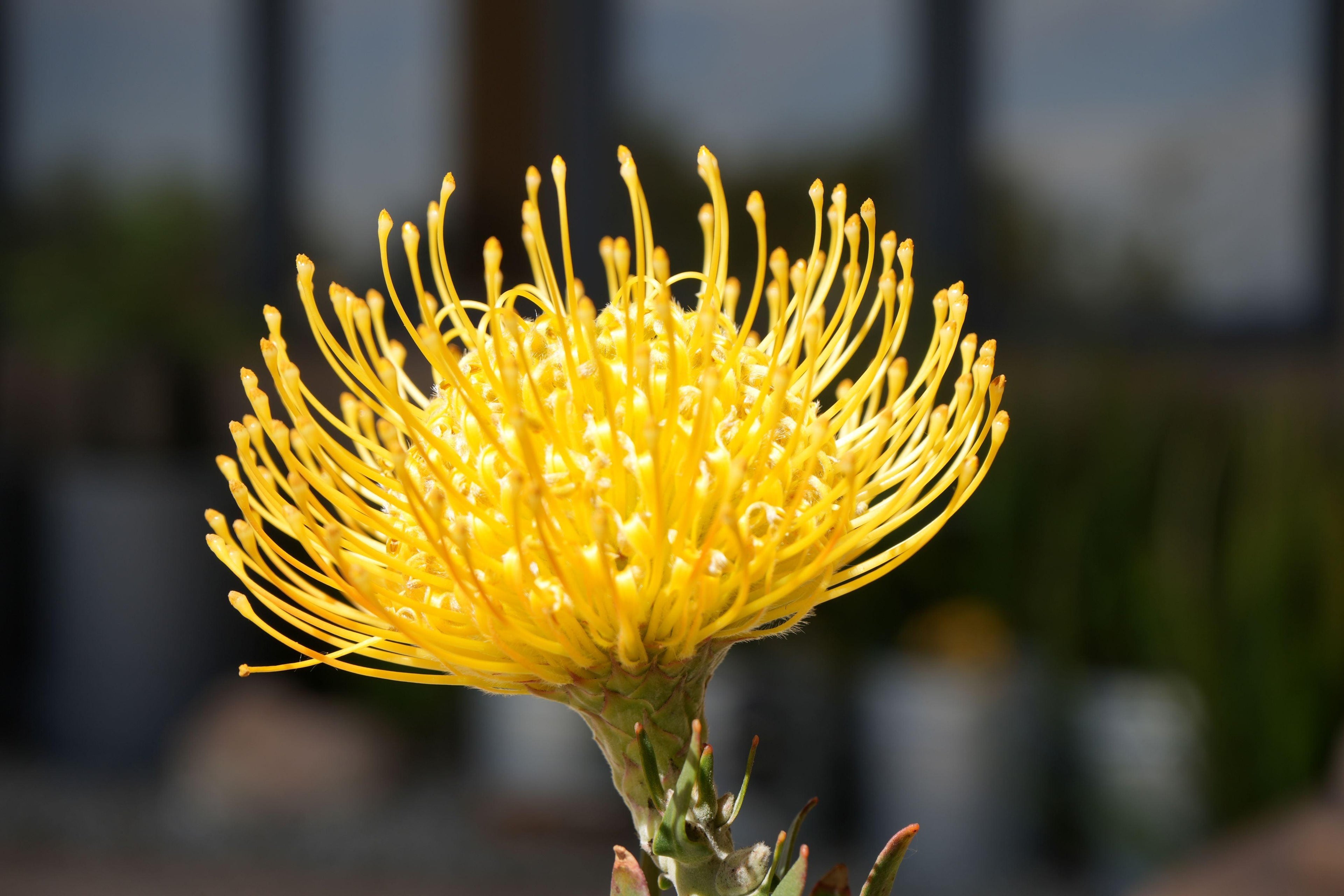 Close-up of yellow Leucospermum pincushion flower with blurred outdoor background