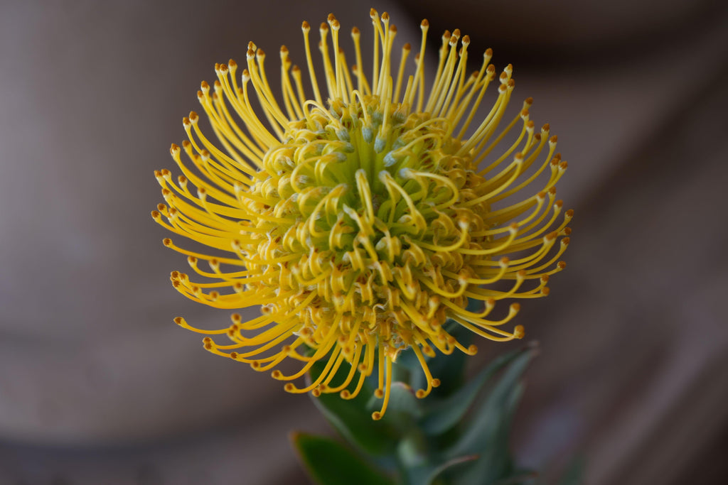 Close-up of yellow Leucospermum pincushion protea flower with green foliage