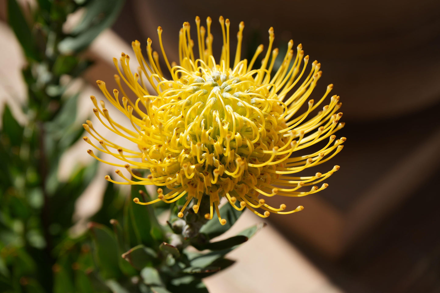 Leucospermum 'goldie': A Goden Gem, A Sunlit Star Pincushion - Bonte Farm