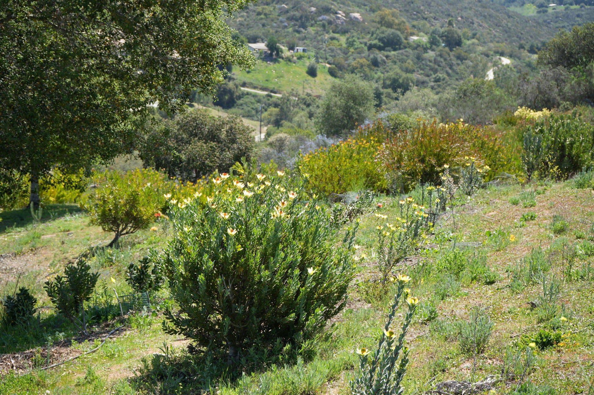Leucadendron discolor 'Pom Pom': A Fluffy, Fun Addition to Your Garden - Bonte Farm