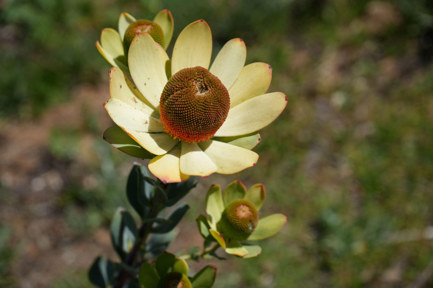 Leucadendron discolor 'Pom Pom': A Fluffy, Fun Addition to Your Garden - Bonte Farm