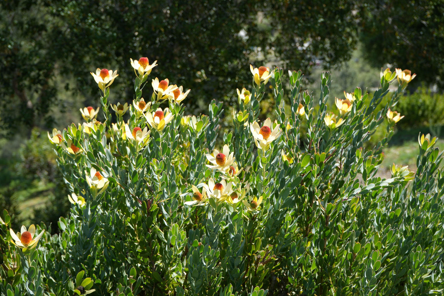 Leucadendron discolor 'Pom Pom': A Fluffy, Fun Addition to Your Garden - Bonte Farm