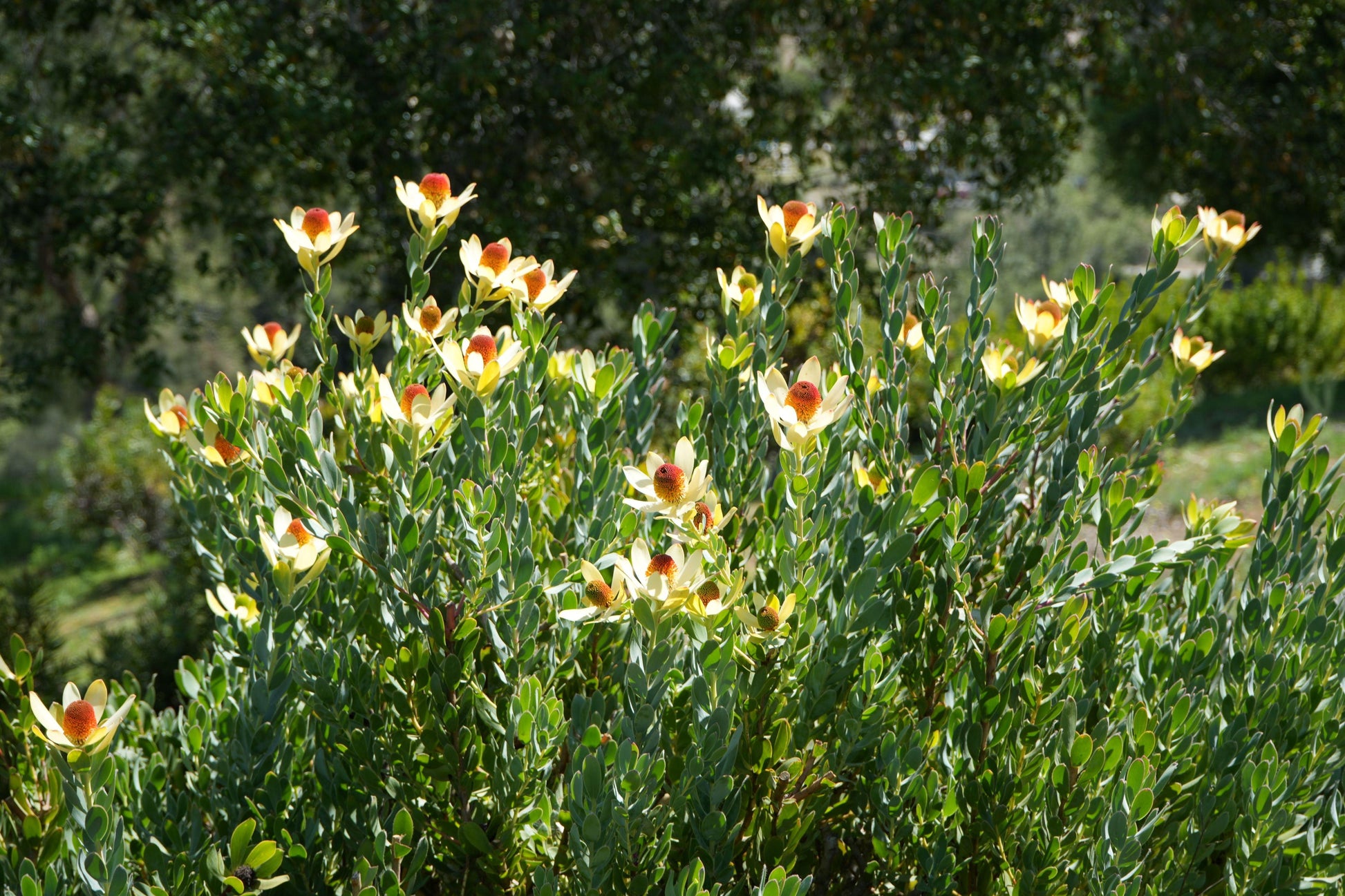 Leucadendron discolor 'Pom Pom': A Fluffy, Fun Addition to Your Garden - Bonte Farm