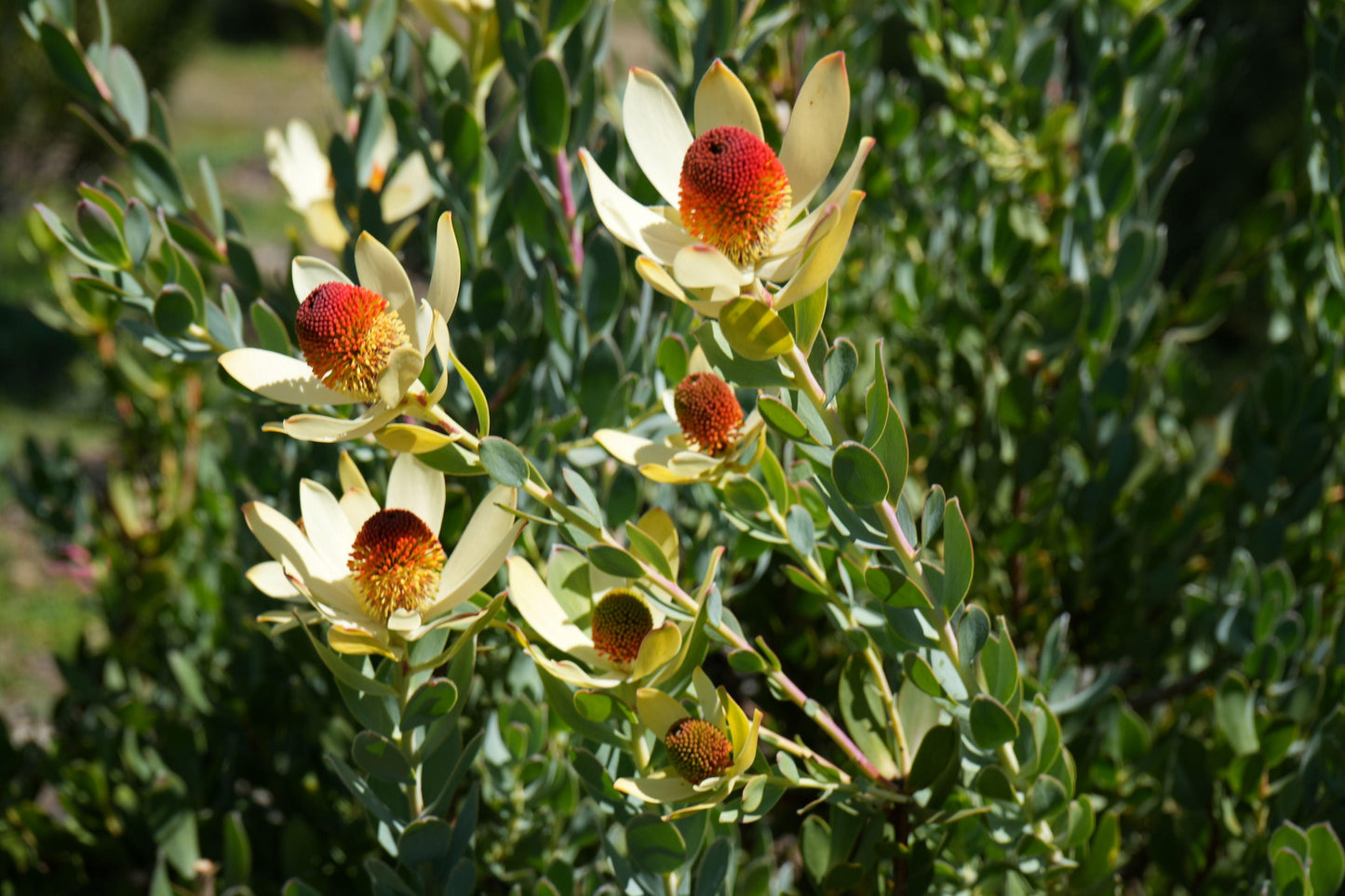 Leucadendron discolor 'Pom Pom': A Fluffy, Fun Addition to Your Garden - Bonte Farm