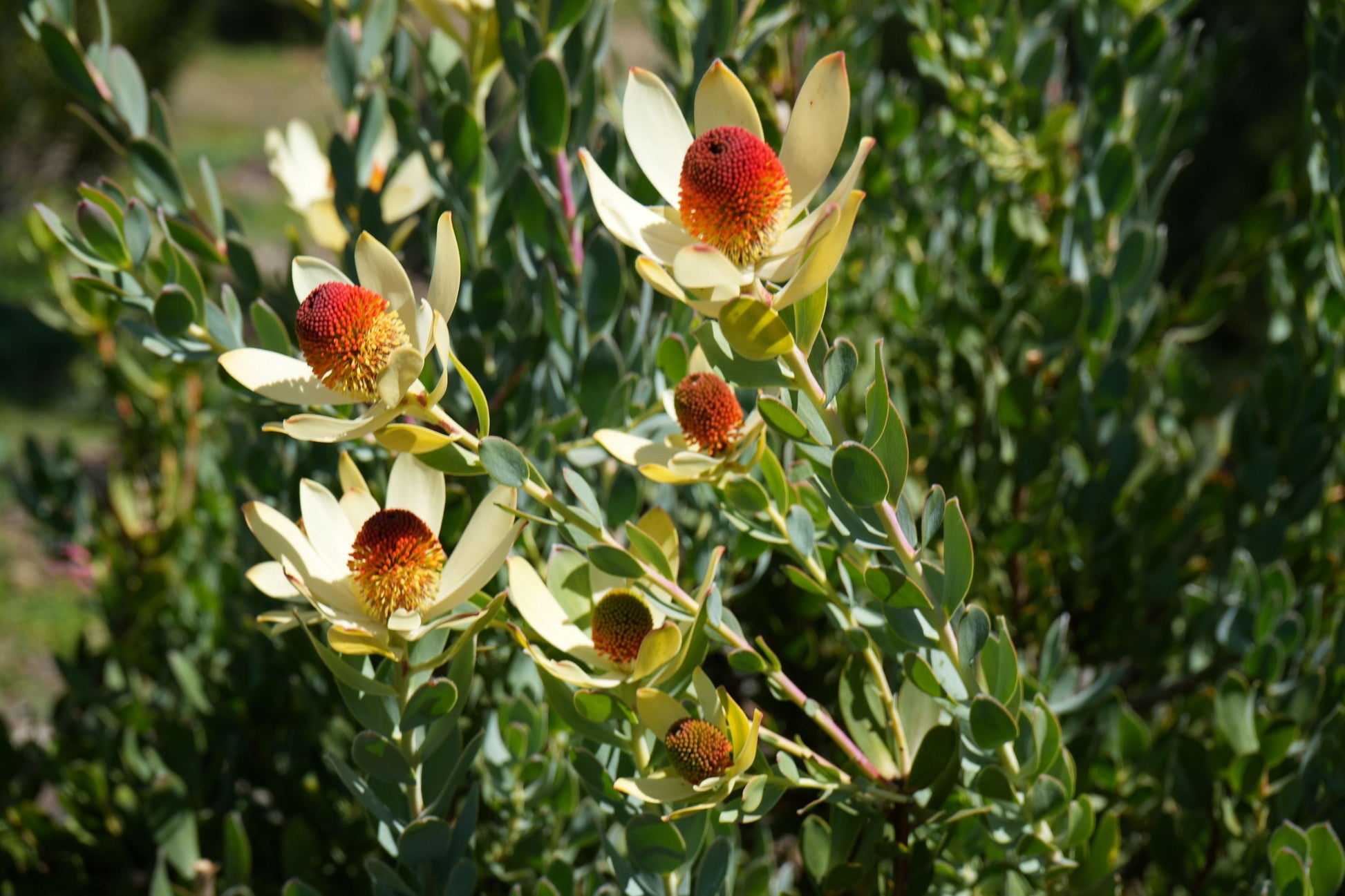 Leucadendron discolor 'Pom Pom': A Fluffy, Fun Addition to Your Garden - Bonte Farm