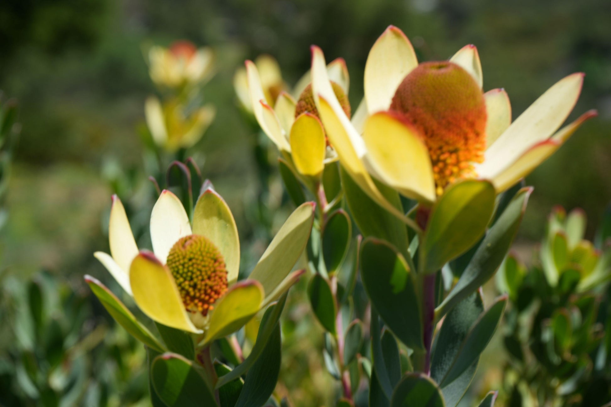 Leucadendron discolor 'Pom Pom': A Fluffy, Fun Addition to Your Garden - Bonte Farm