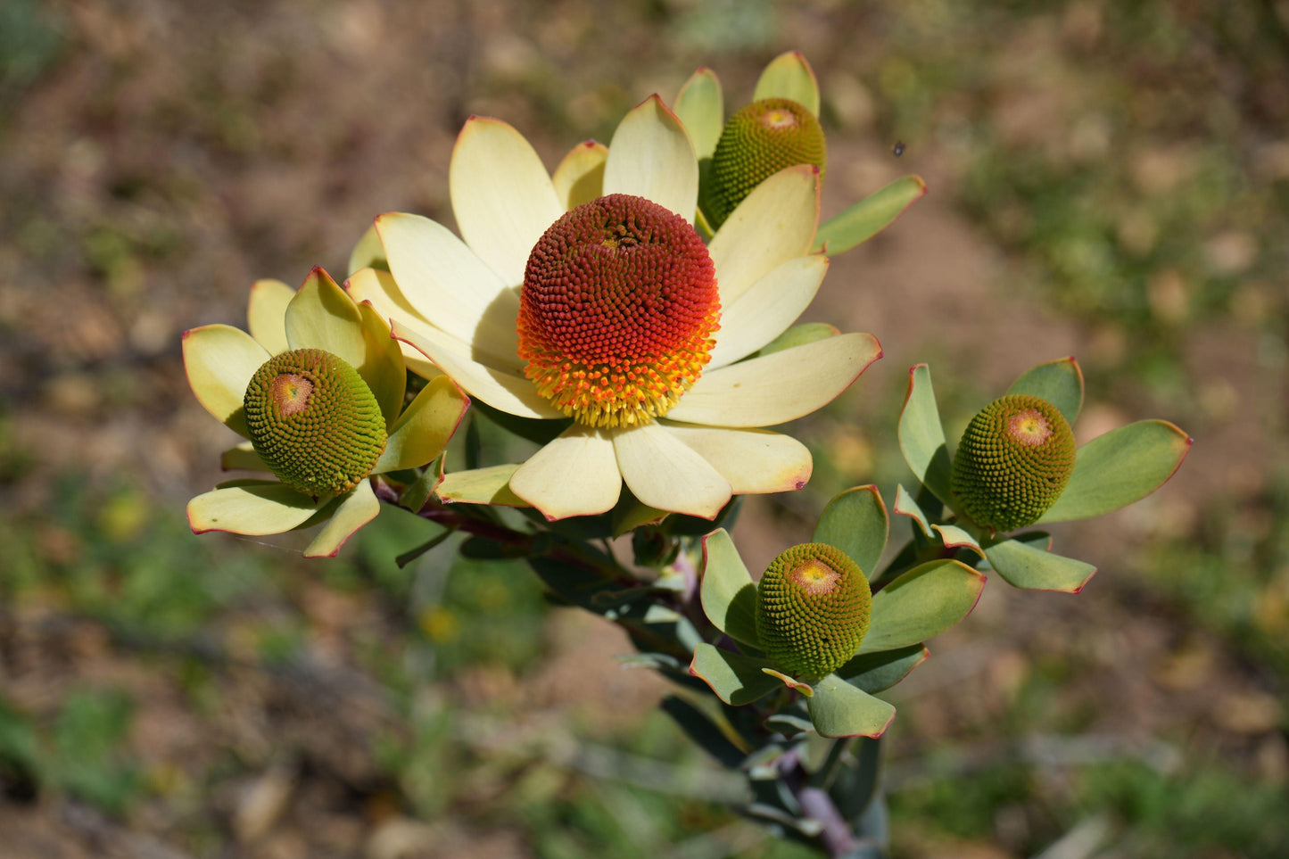 Leucadendron discolor 'Pom Pom': A Fluffy, Fun Addition to Your Garden - Bonte Farm