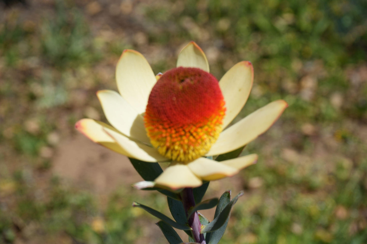 Leucadendron discolor 'Pom Pom': A Fluffy, Fun Addition to Your Garden - Bonte Farm