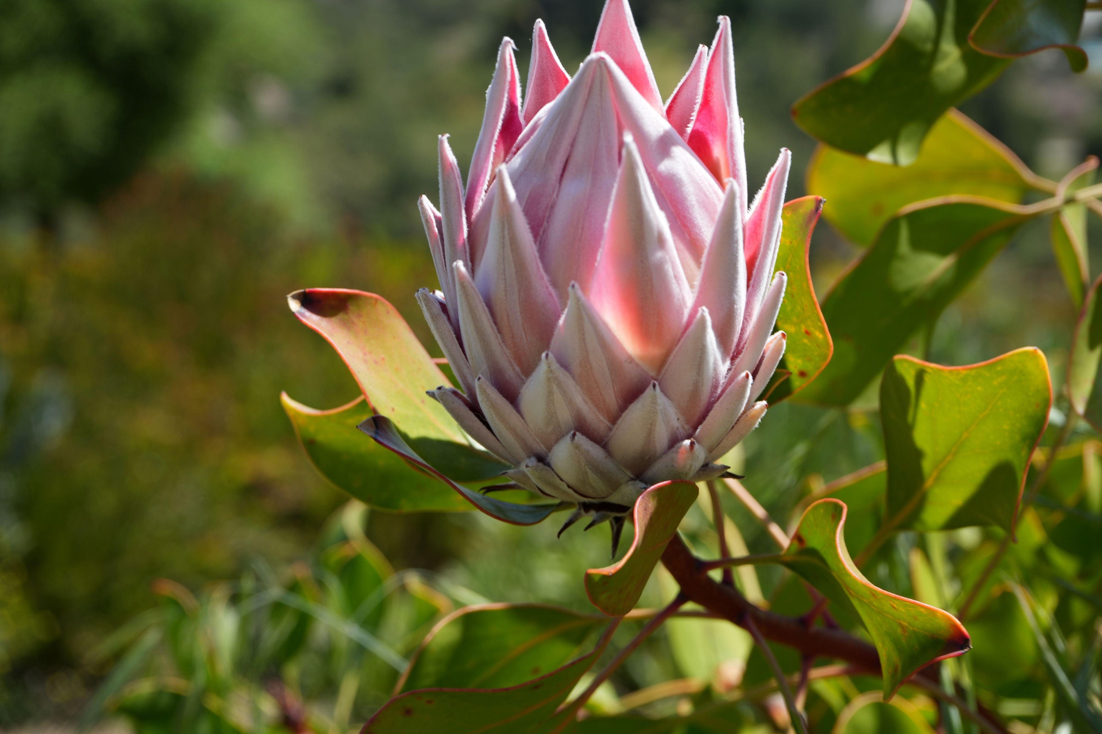Pink King Protea flower with pointed petals and green leaves in natural outdoor setting