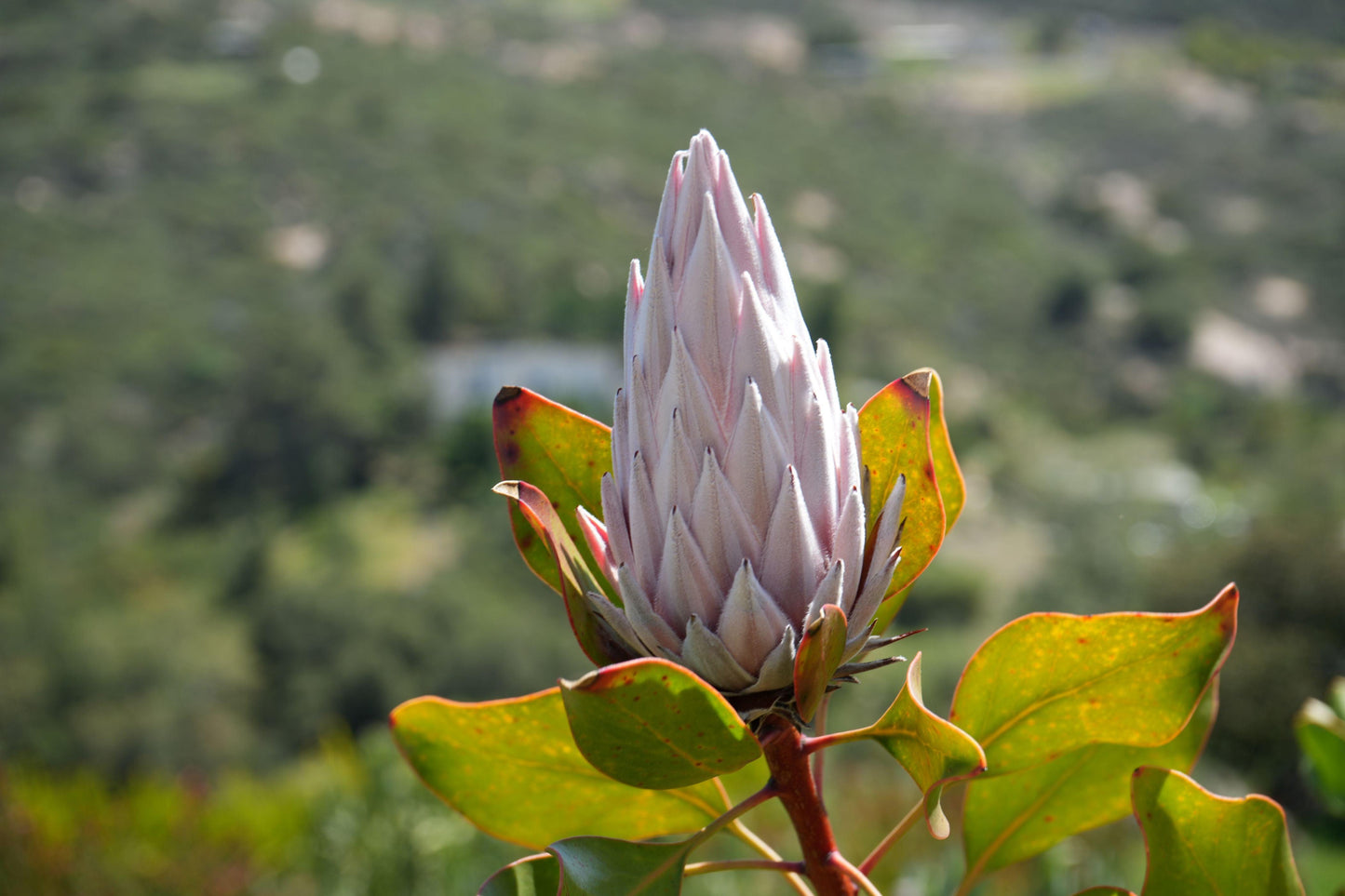 Protea Pink King: A Regal Bloom for Your Garden - Bonte Farm