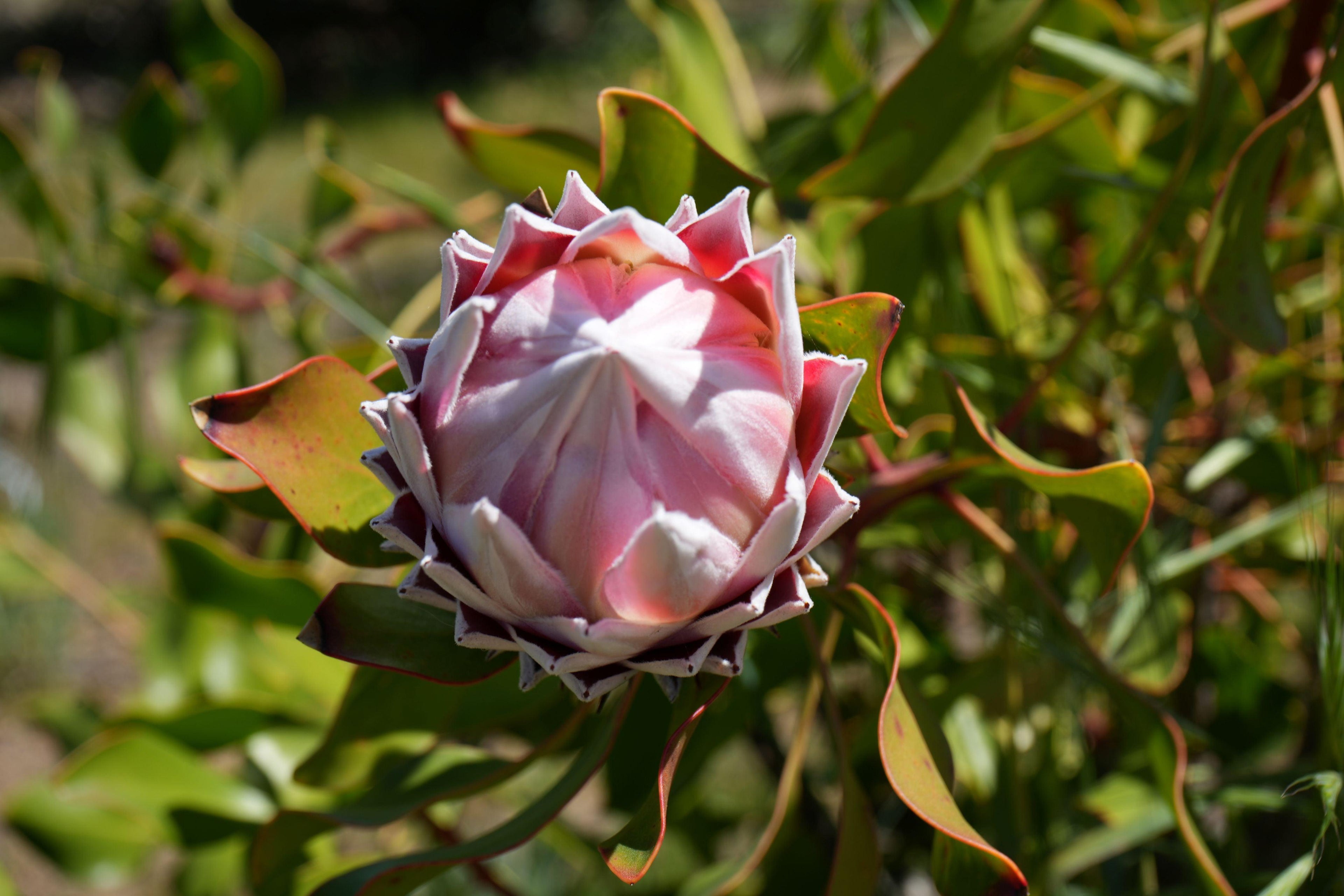 King Protea Pink flower bud with pointed petals and green foliage outdoors
