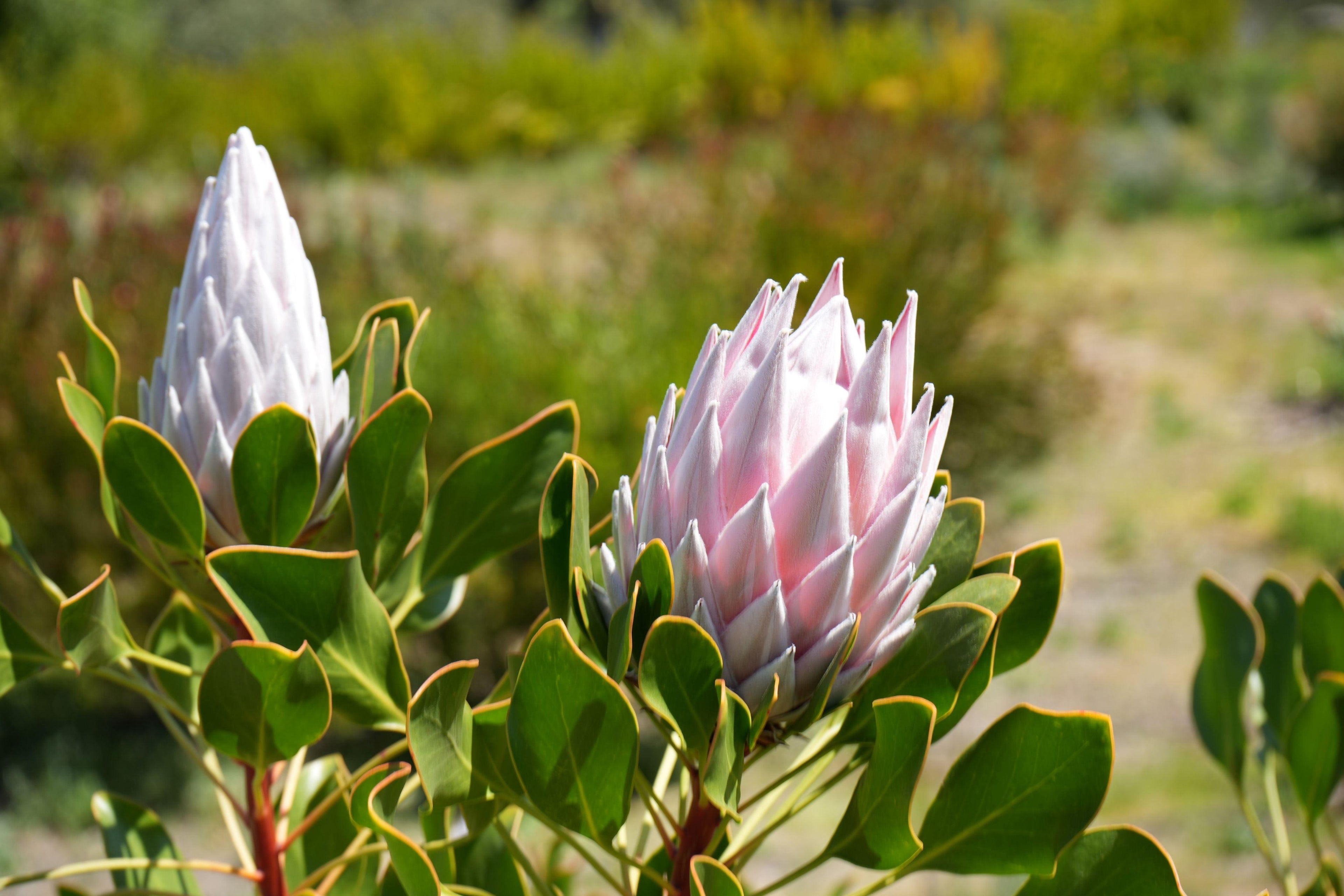 Pink King Protea flowers with green leaves in a sunny outdoor garden setting