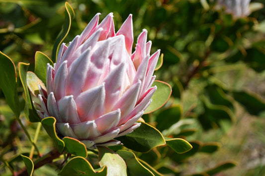 Pink King Protea flower in bloom with green leaves outdoors