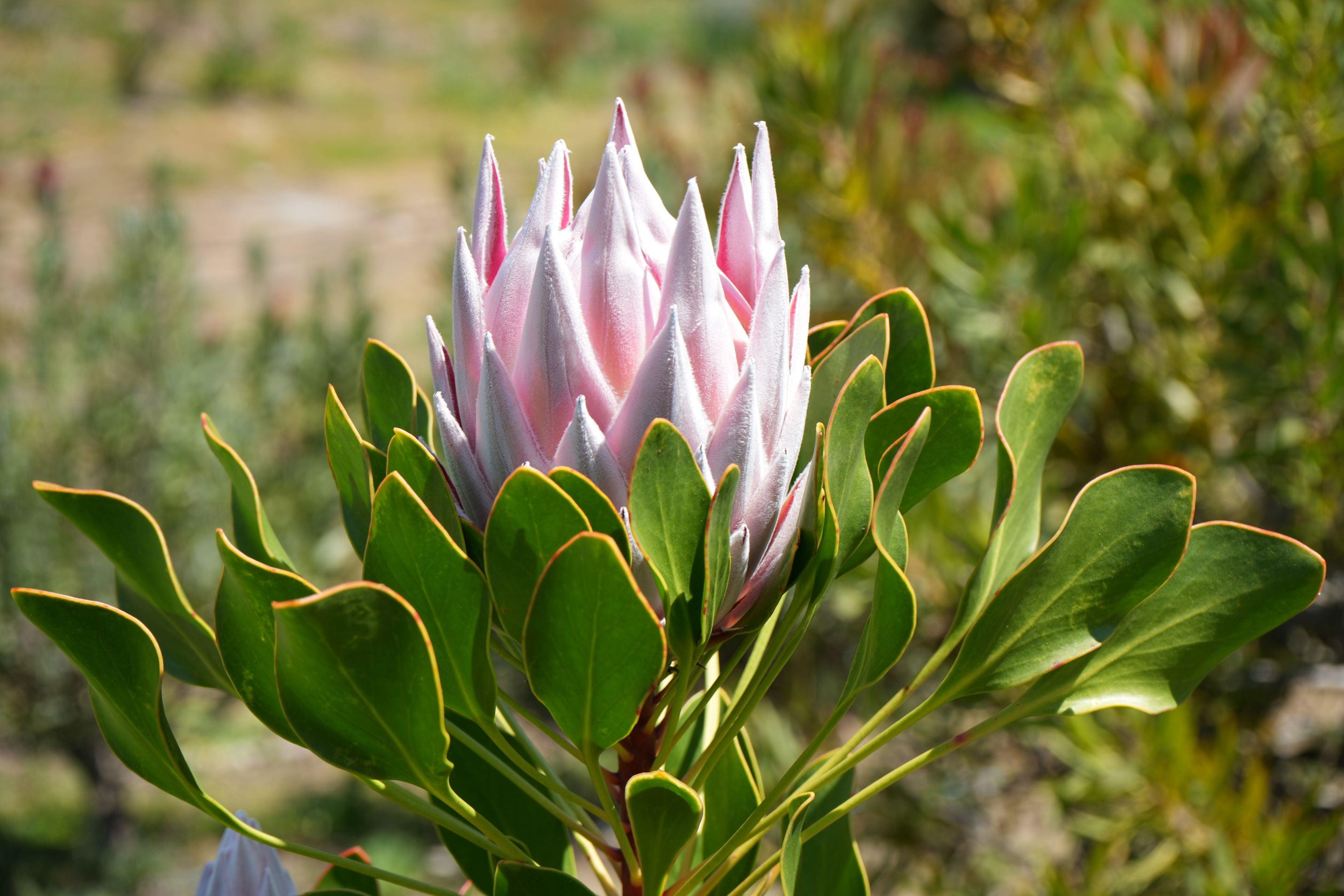 Pink King Protea flower blooming outdoors with lush green foliage