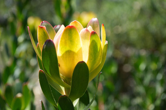 Leucadendron 'Safari Goldstrike': A Sun-Kissed Spectacular - Bonte Farm