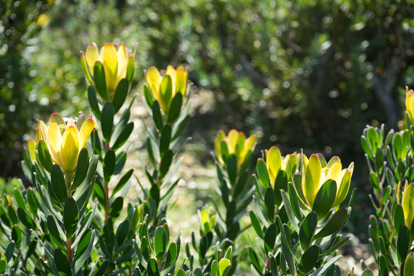 Leucadendron 'Safari Goldstrike': A Sun-Kissed Spectacular - Bonte Farm