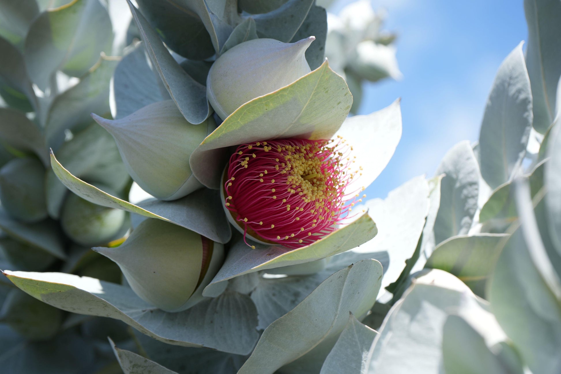 Eucalyptus macrocarpa: The Spectacular Rose of the West - Bonte Farm