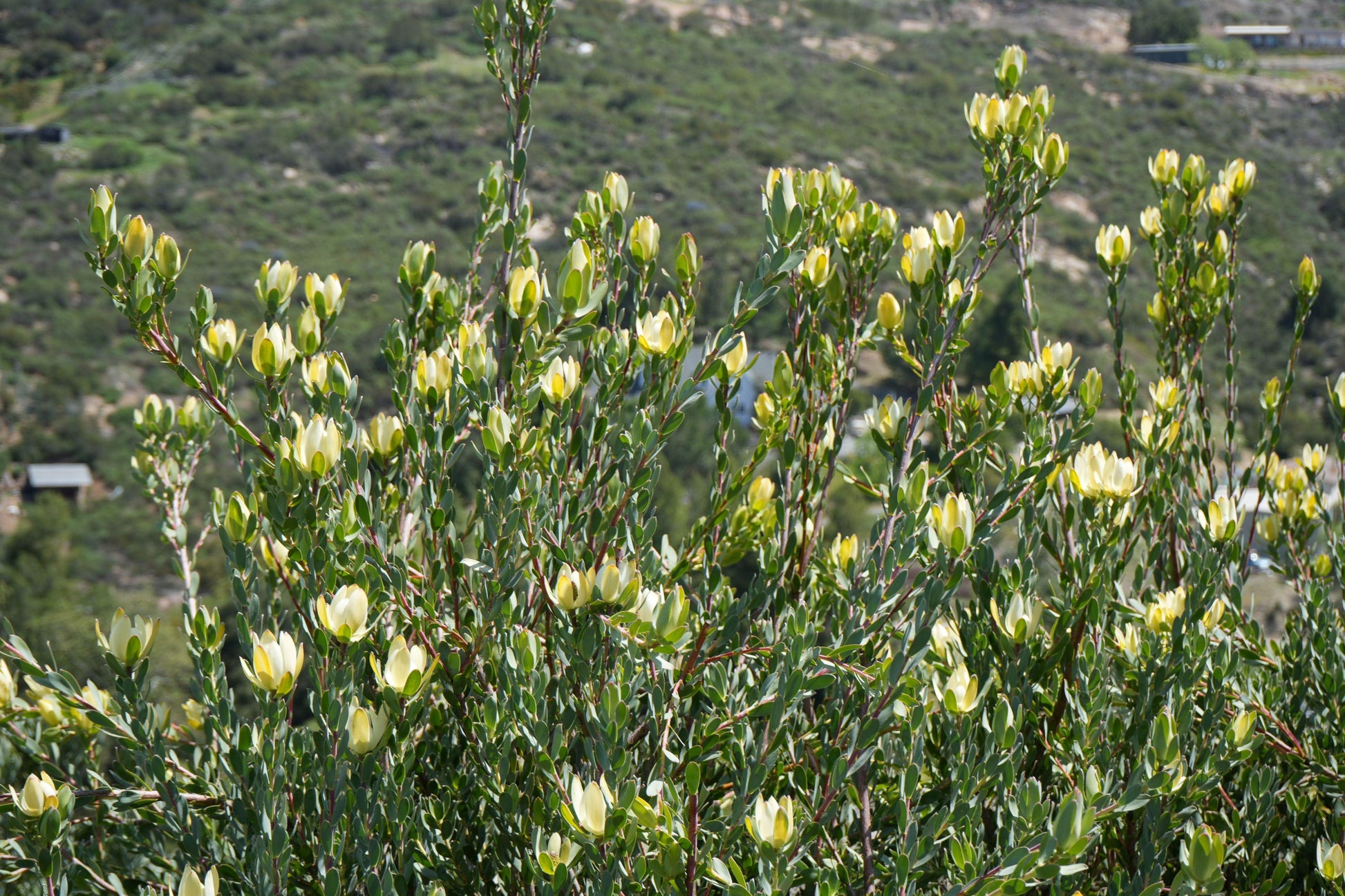 Leucadendron 'Safari Goldstrike': A Sun-Kissed Spectacular - Bonte Farm