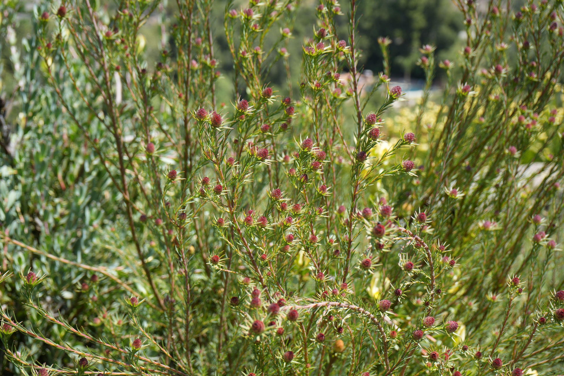 Leucadendron Jubilee Crown: A Royal Treat for Your Garden - Bonte Farm