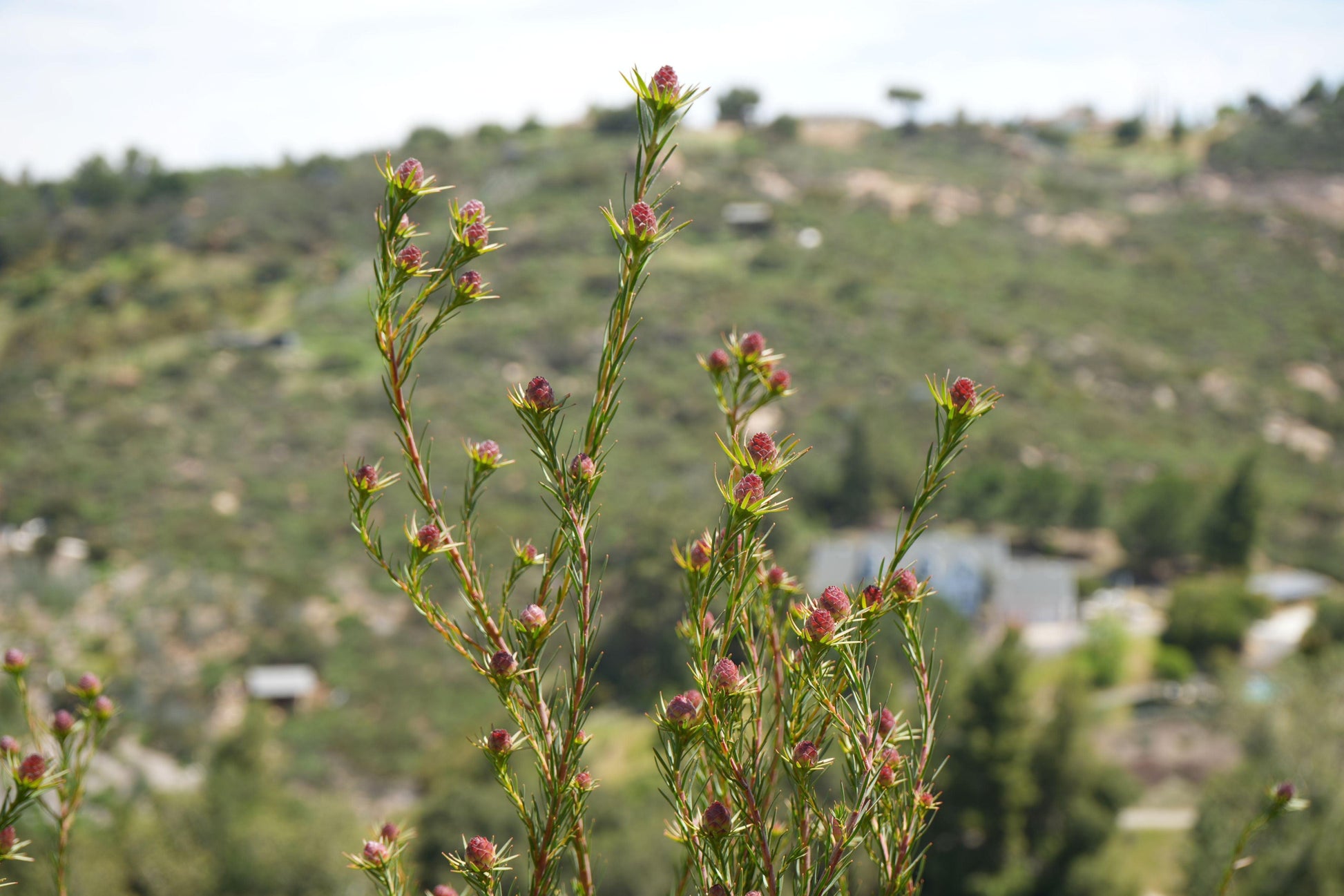 Leucadendron Jubilee Crown: A Royal Treat for Your Garden - Bonte Farm