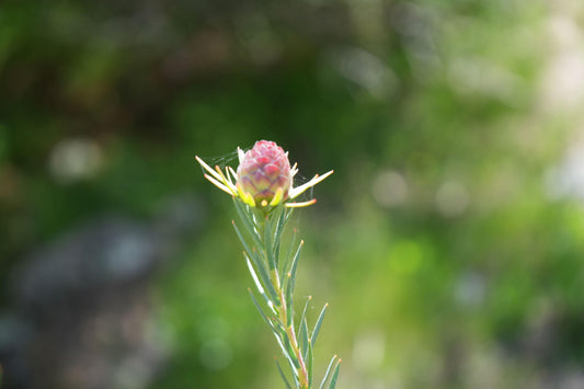 Leucadendron Jubilee Crown: A Royal Treat for Your Garden - Bonte Farm