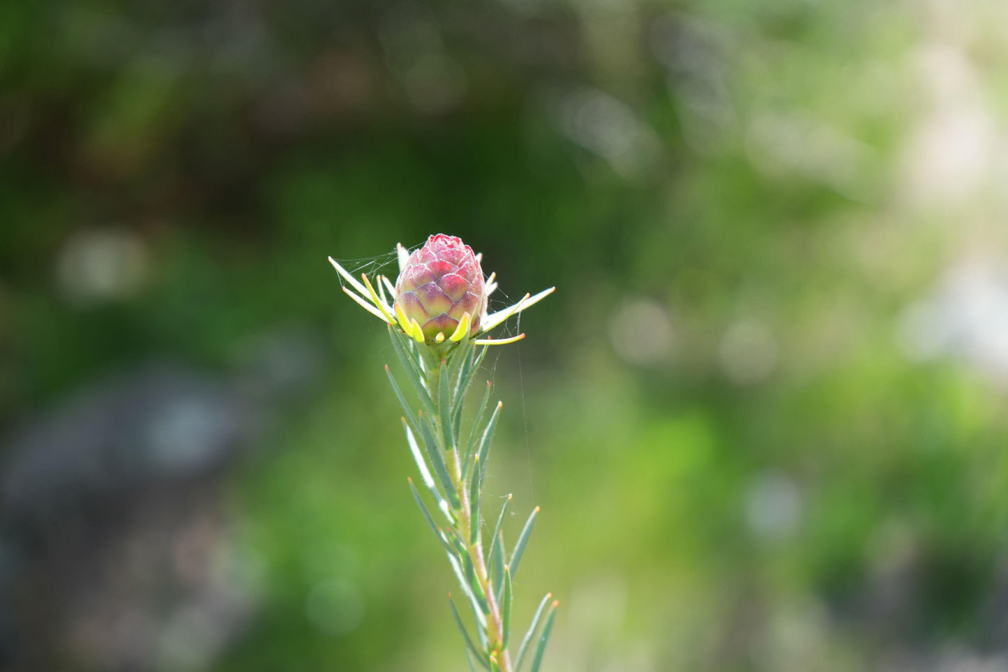 Leucadendron Jubilee Crown: A Royal Treat for Your Garden - Bonte Farm