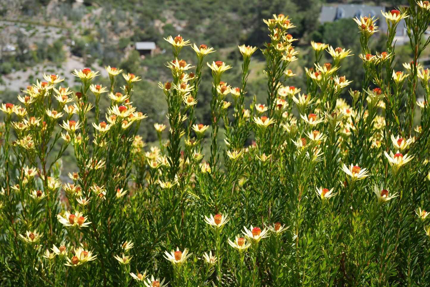 Leucadendron discolor 'Pom Pom': A Fluffy, Fun Addition to Your Garden - Bonte Farm