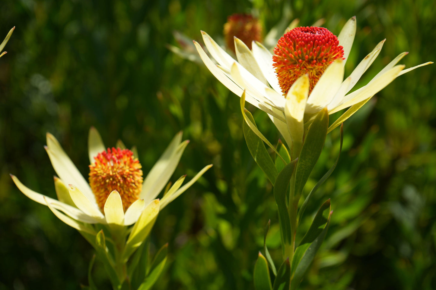Leucadendron discolor 'Pom Pom': A Fluffy, Fun Addition to Your Garden - Bonte Farm